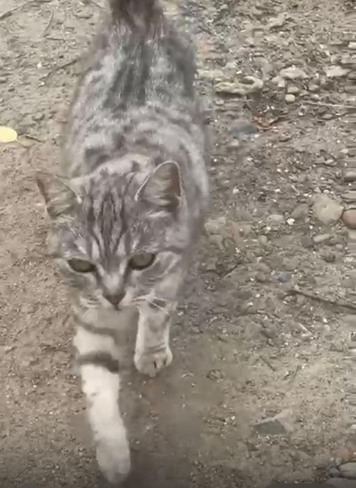 Кошку в добрые руки