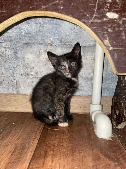 Ищем добрую семью котятам