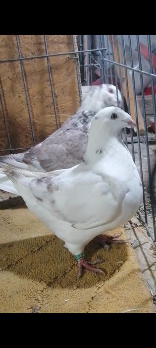 Porumbei american AGH