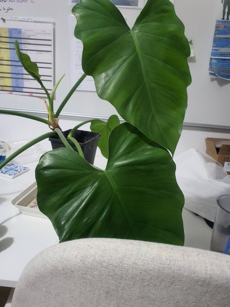 Philodendron Giganteum