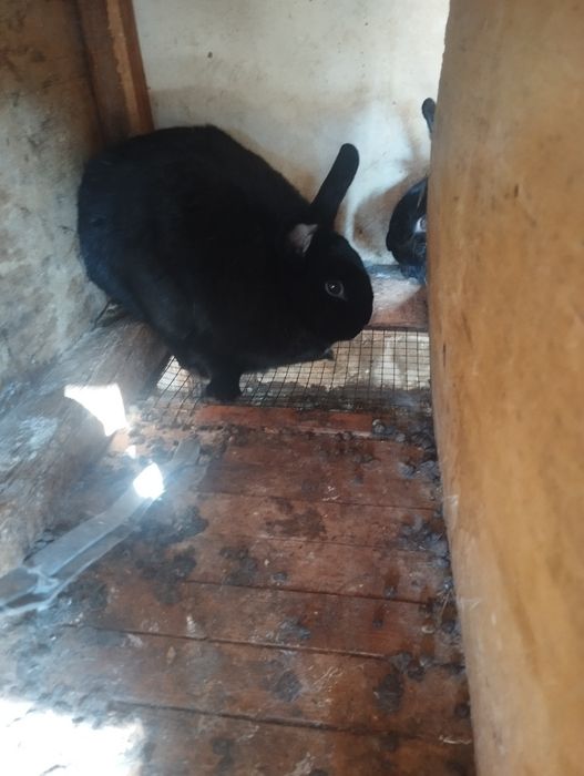 Quyonlar sotiladi urgʻochi tayyor 150 ming dan semiz chiroyli