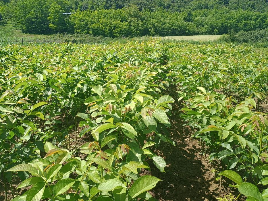 Promo Puiet Nuc Selecționat En Gross/En-Detail,la 100 puiet, 5 gratis