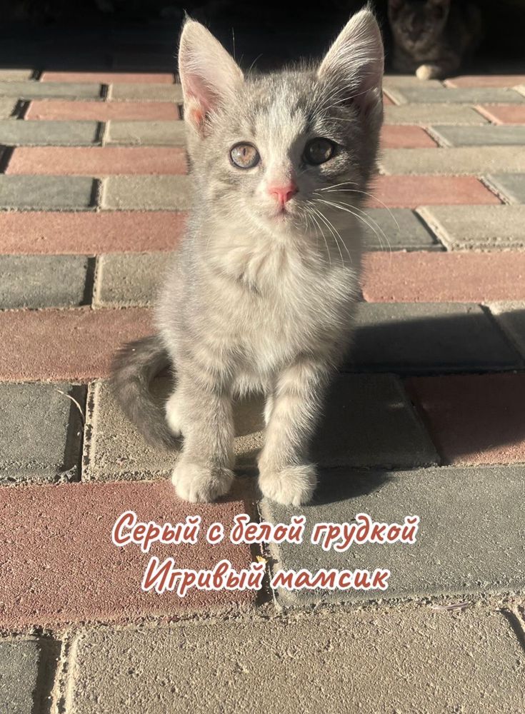 Котята ищут любящую семью