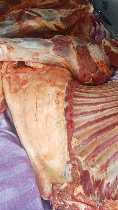Продам мясо молодняка