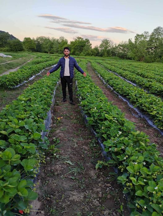 Разсад ягоди холандски и италянски сортове