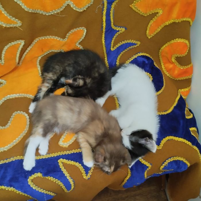 Котята в хорошие руки