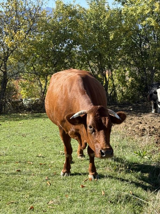 Продавам стелна крава