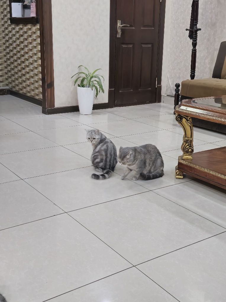 Seriy mramor shinshila strayt qizbola