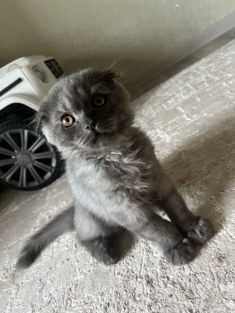 Котенок скотиш фолд 3 ойли огил бола