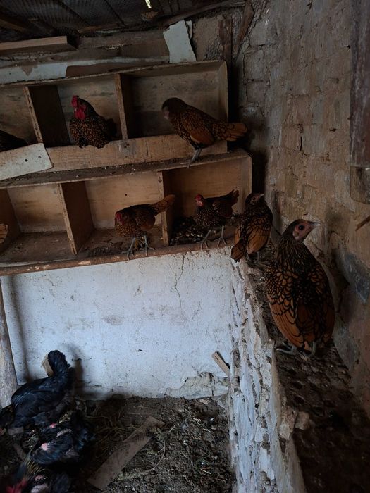 Продавам малки кокошйи зибрайт златни и сребърни