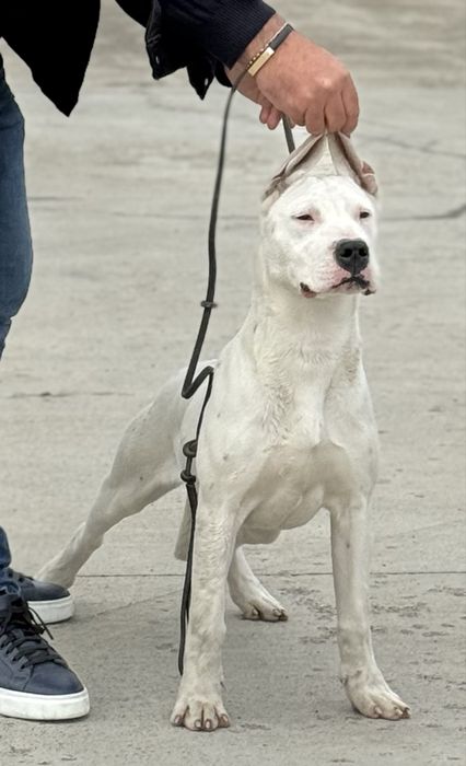 Femela Dog Argentinian