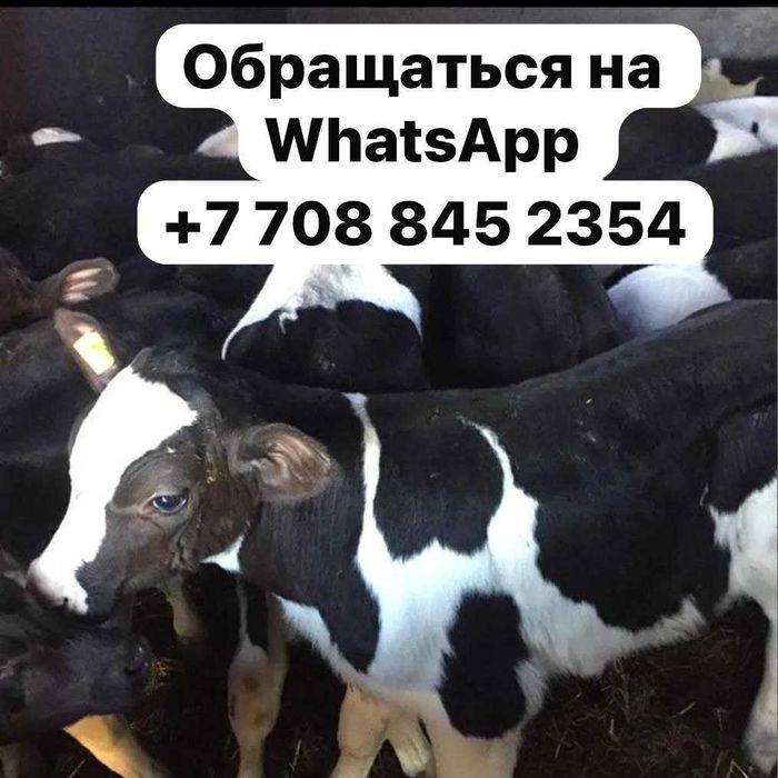 Телята бычки плем