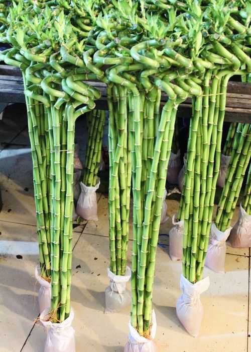 Бамбук Драцена Сандера метровые