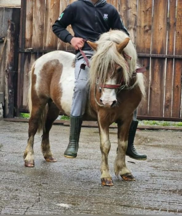 Vând ponei de 8 pe 9 ani in vatat la căruță călare în vatat cu copii