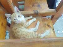 Отдадим котенка в зооошие руки