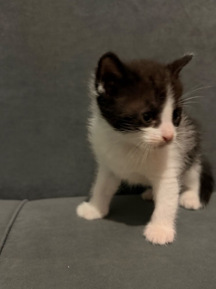 кошки котята котенки