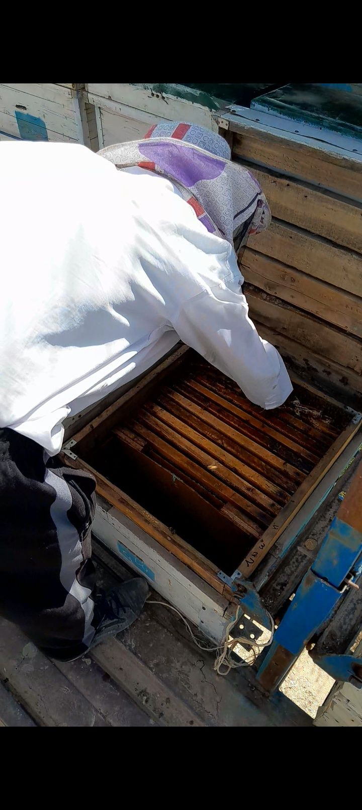 TOZA ASAL optom narxlarda