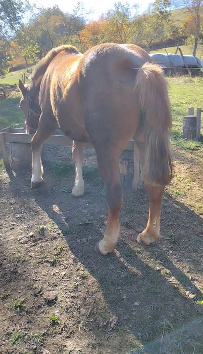 Mânză de vânzare foarte cuminte 6500 lei negociabil