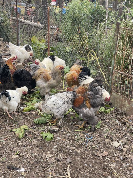 Păsări de curte: cocoși Brahma (6 luni) și curcani (1 an)