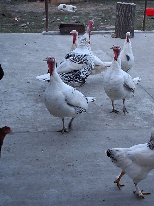 Vând 5 curcii și un curcan