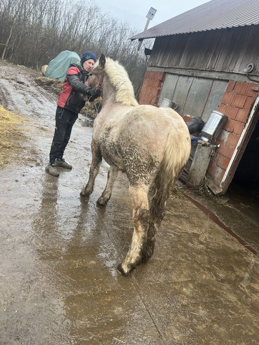 Vând mânză de 8 luni