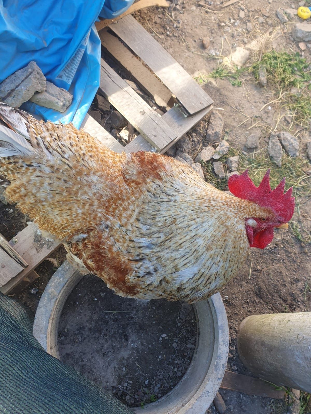 Cocoș aproximativ 5 kg