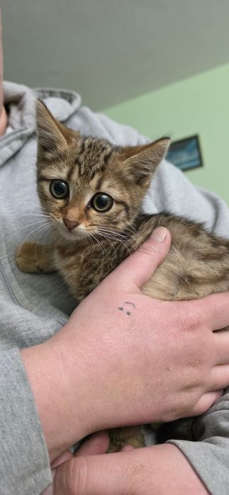 Кари търси своя дом