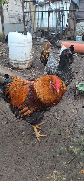 Găini  Wyandotte/AUSTROLOP