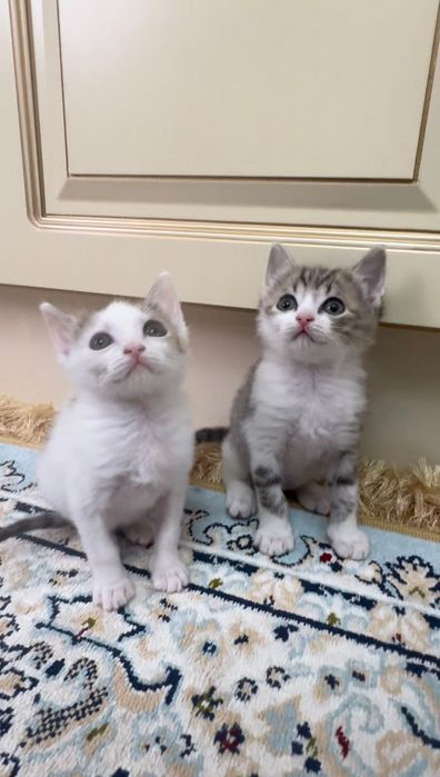 Отдам котят в добрые руки