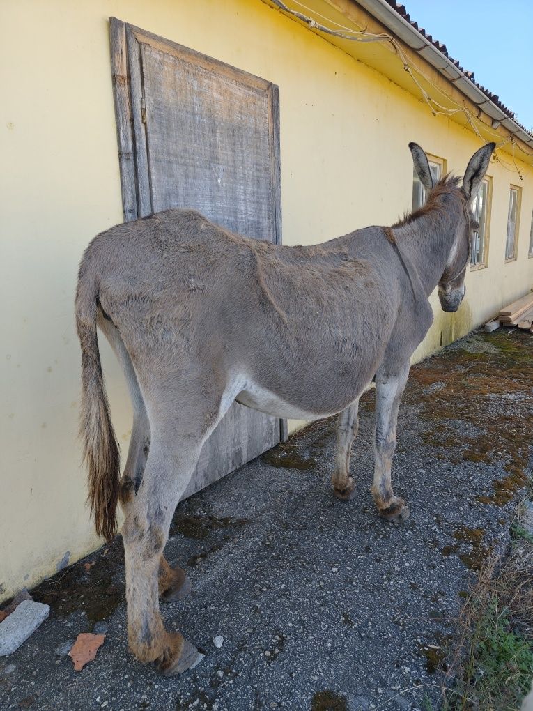 магарица продавам
