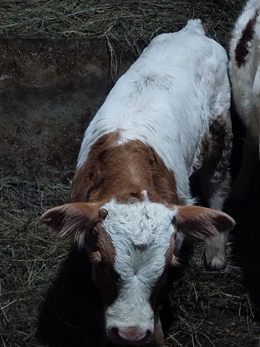 Vând 2 taurasi 2-3sapt