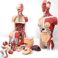 Анатомическая муляж человека и Органы тела человека доставка из Китая