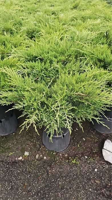 Cupressocyparis leylandii ideal pentru un gard viu