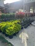 Plante ornamentale care adaugă valoare și frumusețe