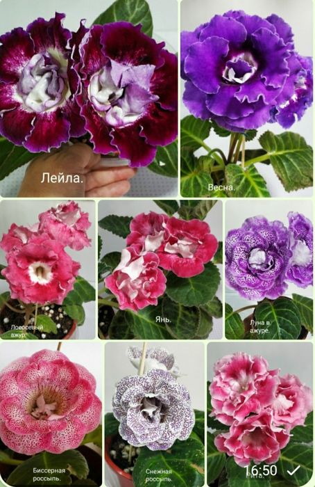 Укоренные листочки глоксиний.