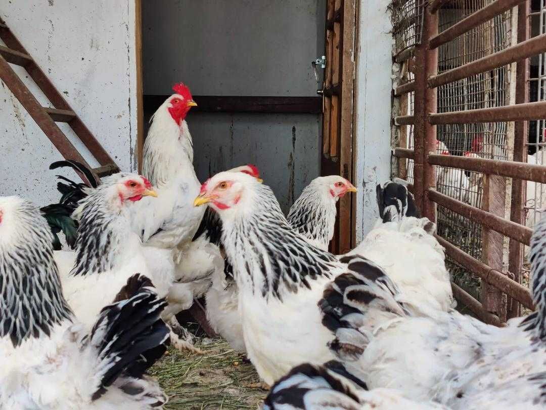 pui de o saptamana rasa brahma herminat deschis