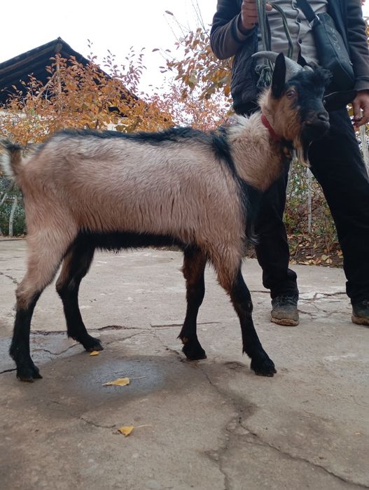 Эчки нинг эркаги занин така