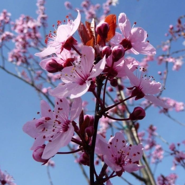 Prunus nigra corcoduș roșu