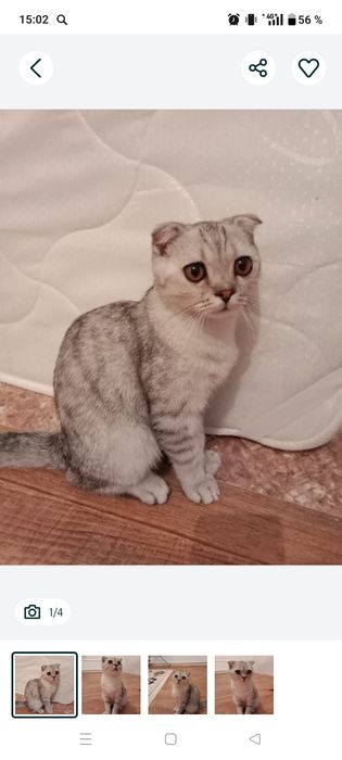 Шотландсий  кошка малчик