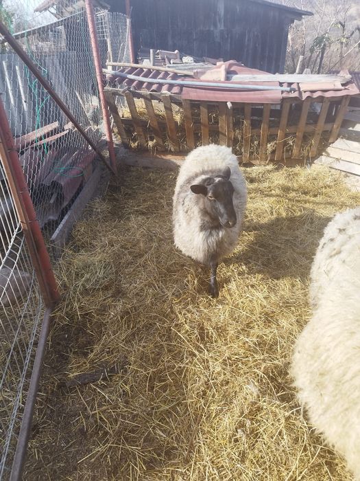 Vând berbeci romanov