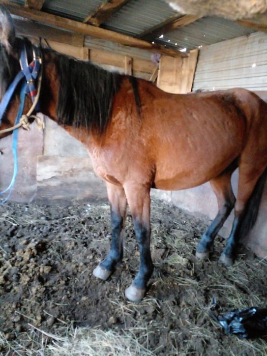 Продам кобылу 5 лет срочно