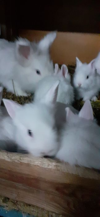 IEPURASI  Pitici De Vânzare