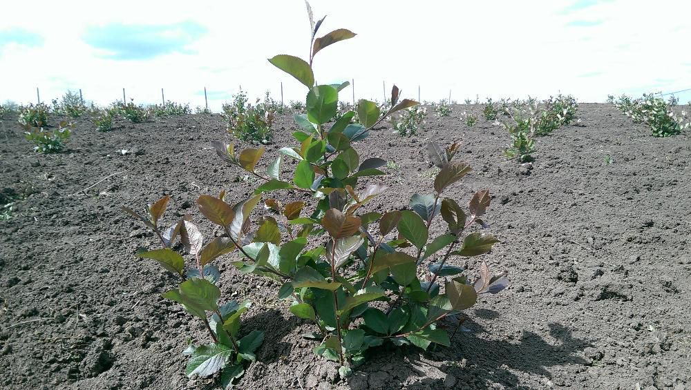 Aronia de 2 ani la super pret