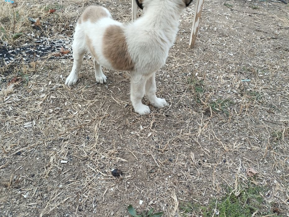 Кучук 2 ойли совгага