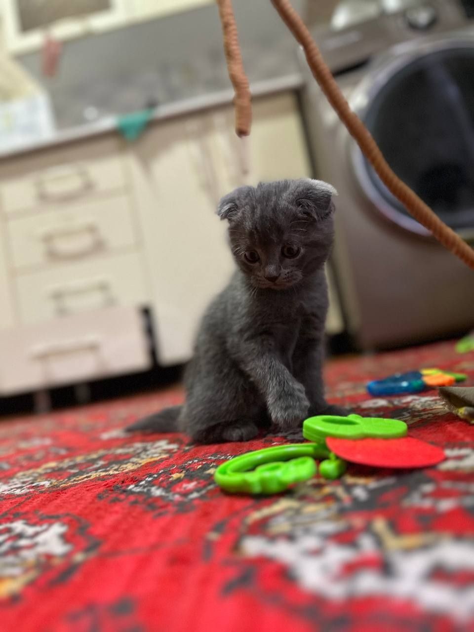 Fold toza zotli 3 ta 2 oylik