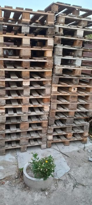 Европодоны в хорошем качестве