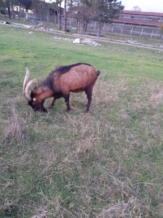 Capre de rasă,bune de lapte.