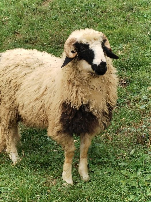Vând mior bucălău