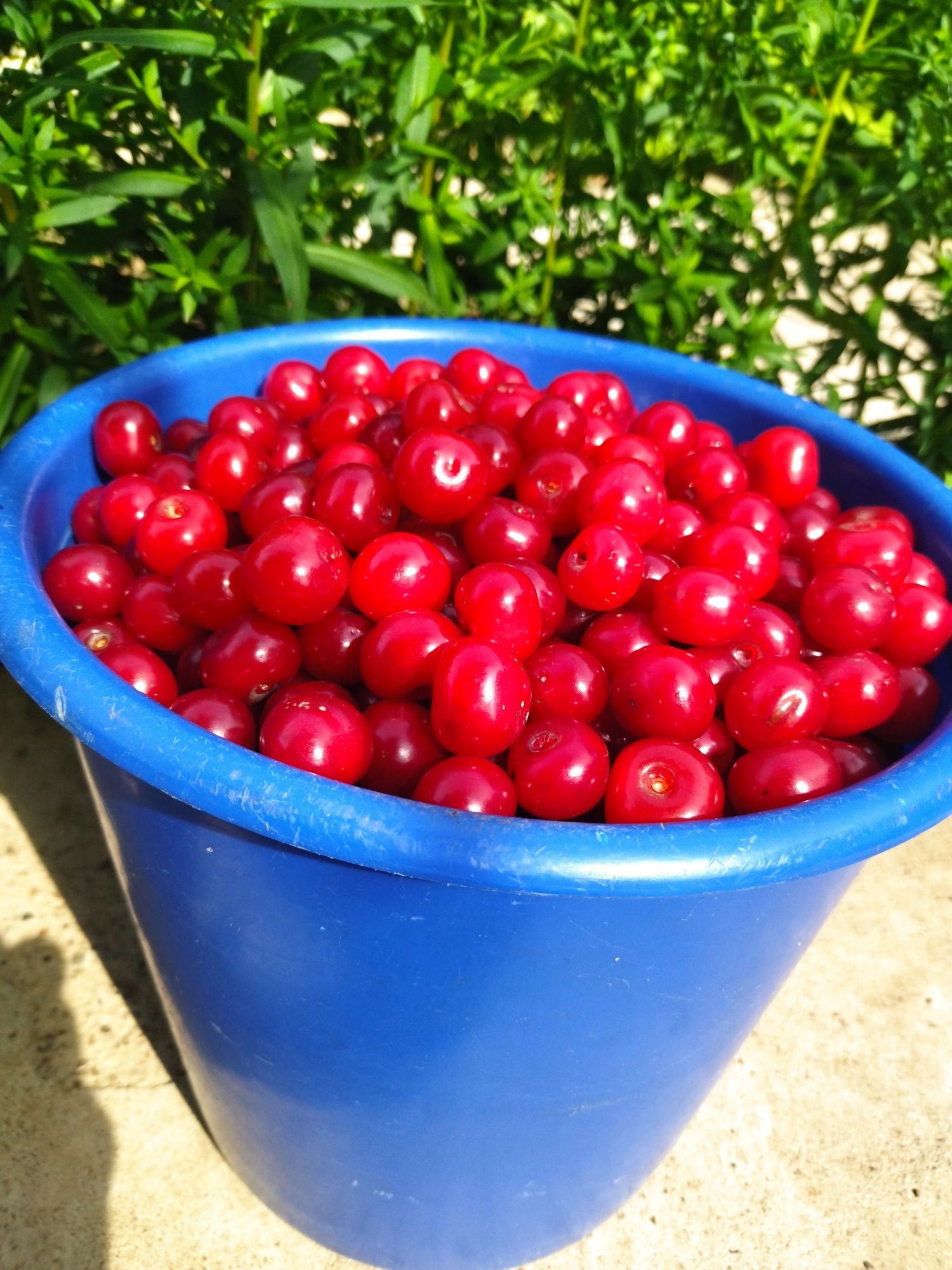 Продам Вкусную ВИШНЮ