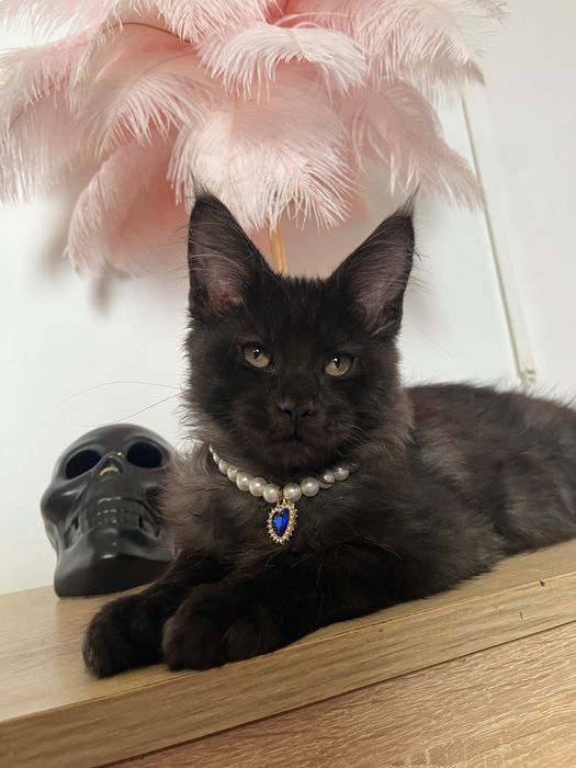 Baietel Maine Coon black smoke PEDIGREE